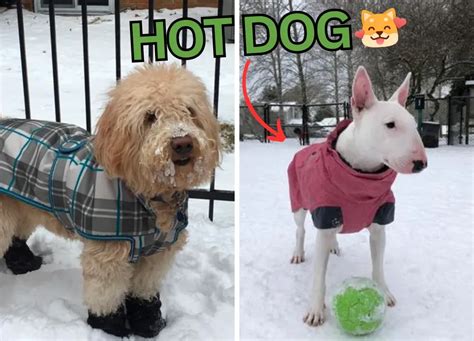 Dogs in Sweaters: A Comprehensive Guide to Keeping Your Pooch Warm and Stylish