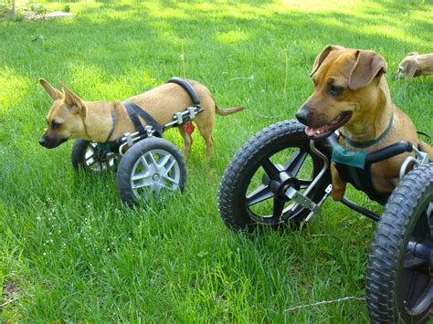 Dogs with wheels