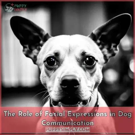 DogsD: Decrypting the Enigma of Canine Communication