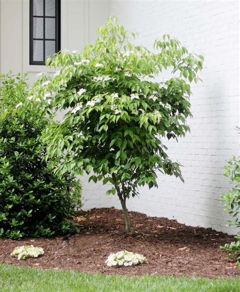 Dogwood Fertilizer: The 7-Step Guide to Healthier, More Beautiful Dogwoods