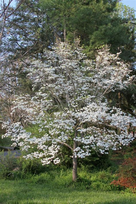 Dogwood Fertilizer: Your Ultimate Guide to Nurturing the Flowering Beauty