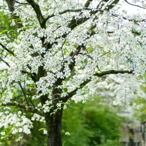 Dogwood Tree Fertilizer: A Comprehensive Guide to Nourishing Your Flowering Gem