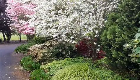 Dogwood Tree Fertilizer: The Ultimate 2023 Guide