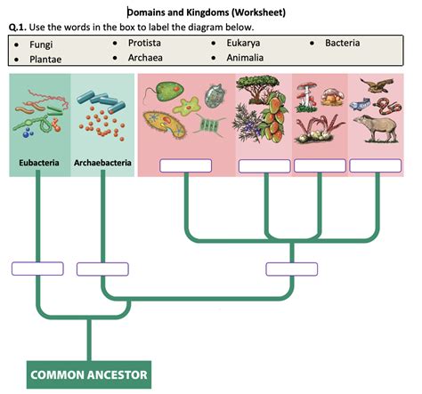 Domain And Kingdom Answer Key PDF