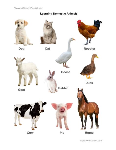 Domestic Animals Printable