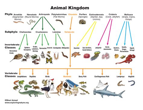 Domination in the Animal Kingdom: Understanding Dom Animals