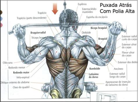 Domine Seus Músculos das Costas para um Corpo Definido e Fortalecido