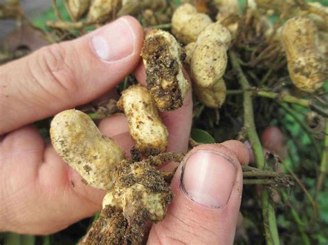 Don't Let Your Peanuts Get Crumpled by Groundnut Diseases!