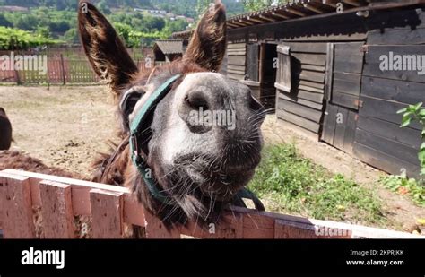 Donkey Looking at Camera: A Captivating Sight