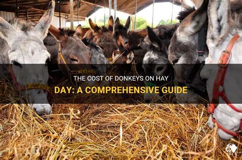 Donkey Price: A Comprehensive Guide