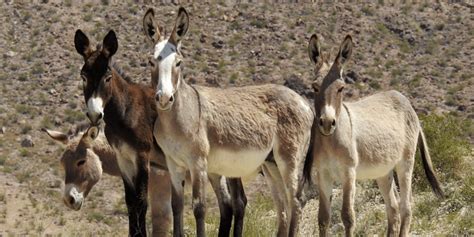 Donkey Price Surges: A Comprehensive Guide to the Burro Market