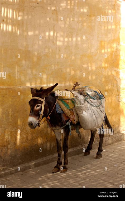 Donkeys: Unassuming Beasts of Burden