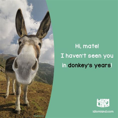 Donkeys Years Epub