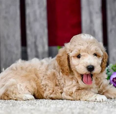 Doodle Breeders Near Me: Your Ultimate Guide to Finding the Perfect Goldendoodle