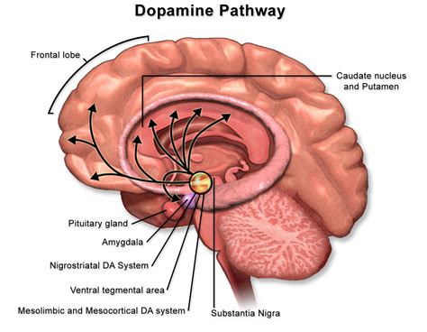 Dopamine: The Neurotransmitter of Motivation and Reward in AP Psychology