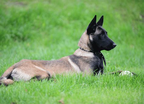 Doppelgangers of the Canine World: Breeds That Resemble German Shepherds