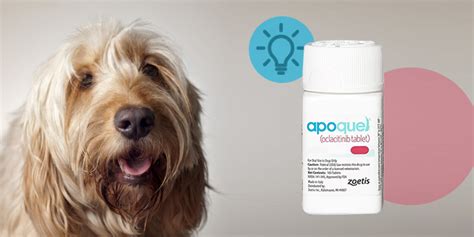 Dosage of Apoquel for Dogs: Everything You Need to Know