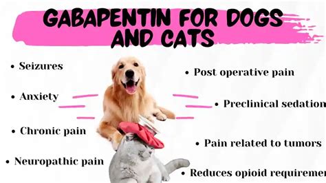 Dosage of Gabapentin for Cats: A Comprehensive Guide