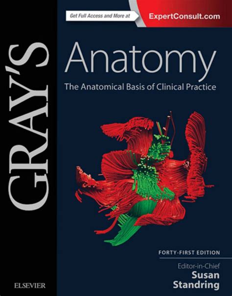 Download Grays Anatomy The Anatomical Basis of Clinical Practice, 40th Edition PDF Doc