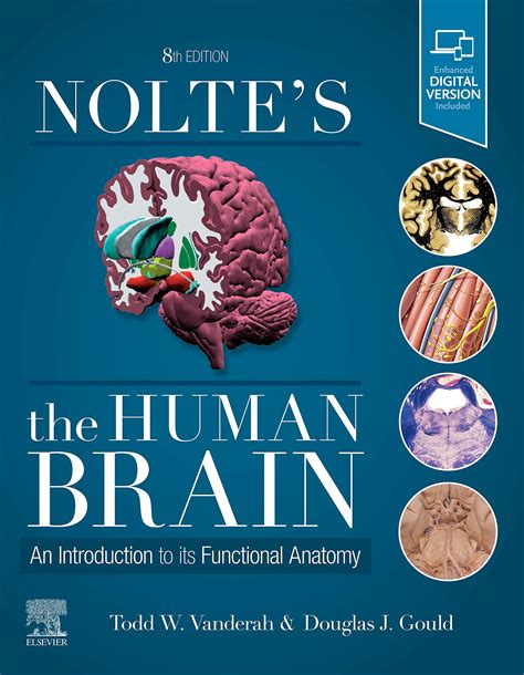 Download Noltes The Human Brain -An Introduction to its Functional Anatomy, 6th Edition PDF Doc