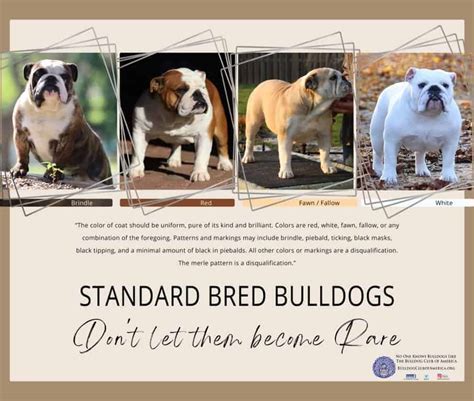 Downloading the Breed Standard