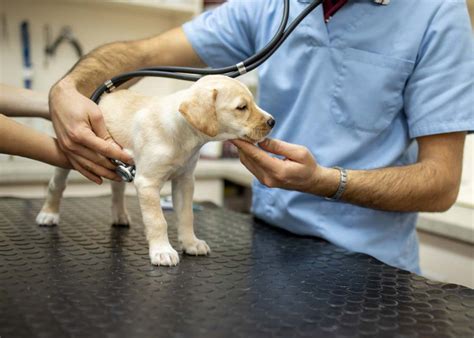 Downtown Animal Care Center: A Comprehensive Guide to Your Local Pet's Health Haven