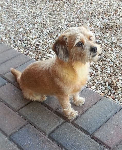 Doxie Shih Tzu mix