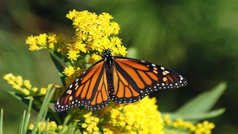 Dr. Mrs. The Monarch: A Monarch Butterfly Conservator and Activist Fighting for Pollinator Health