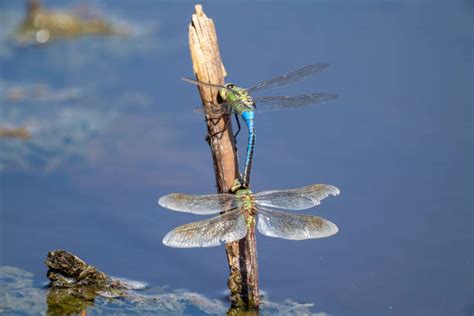 Dragonfly Spike: Nature's Needle with Remarkable Medical Potential