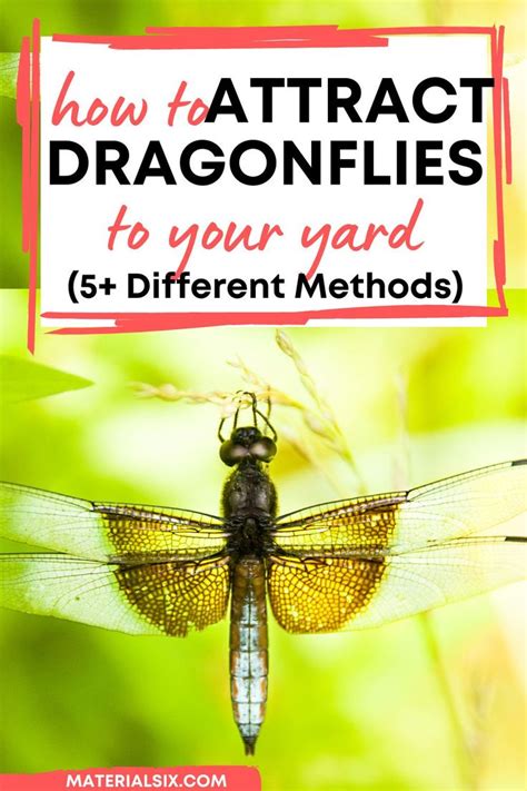 Dragonfly Spikes: A Comprehensive Guide to Design, Implementation, and Benefits