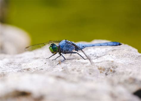 Dragonfly Symbolism and Cultural Significance