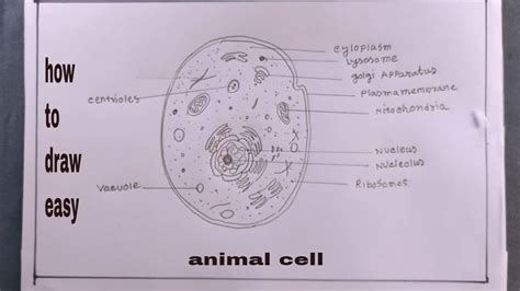 Drawing Of A Animal Cell