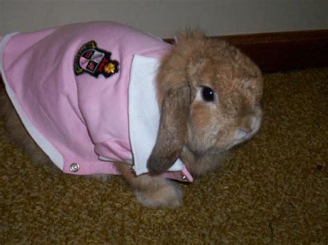 Dress Up Your Little Bunnies with the Ultimate Guide to Play Bunny Clothes