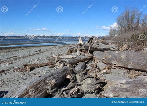 Driftwood and Tides: