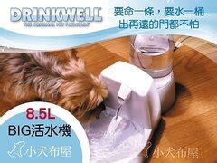 Drinkwell 水 機：頂級寵物補水神器，讓您的毛小孩健康快樂