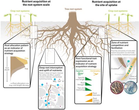 Drive root growth: