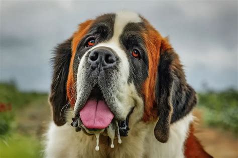 Drooling St. Bernard: An In-Depth Look at the World's Most Iconic Dog