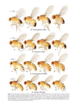 Drosophila melanogaster, Drosophila simulans so similar, so different Kindle Editon
