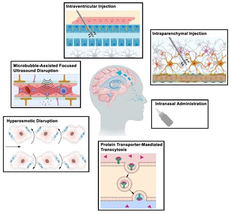 Drug Delivery to the Central Nervous System PDF