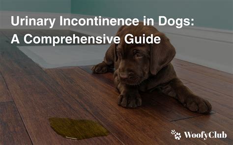 Drugs for Urinary Incontinence in Dogs: A Comprehensive Guide