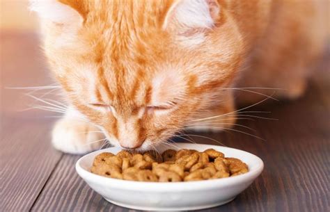 Dry Cat Food: The Practical Pick