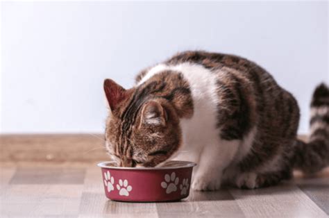 Dry Chewy Cat Food: The Ultimate Guide to Feeding Your Feline Friend