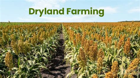 Dry Farming for Sustainable Agriculture Reader