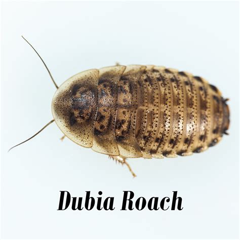 Dubia roaches