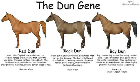 Dun Horse Color Chart
