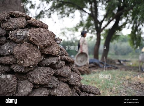 Dung Cakes: A Sustainable and Eco-Friendly Fuel for Rural India