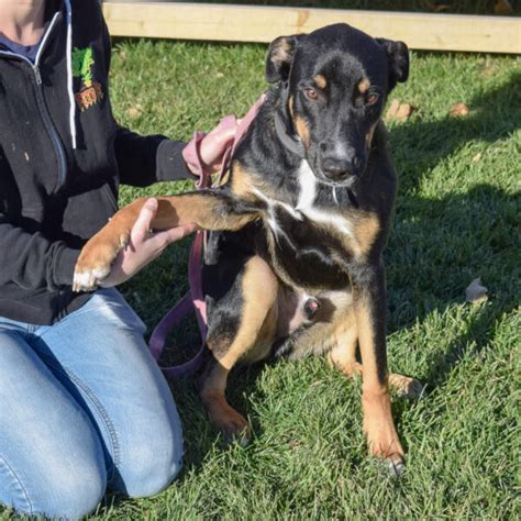 Dunn County Animal Shelter: A Haven for Homeless Pets