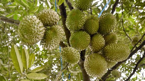 Durian Plantation Johor: A Comprehensive Guide to the King of Fruits