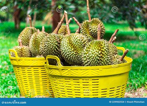 Durian Plantation Johor: A Tropical Paradise for the "King of Fruits" Lovers