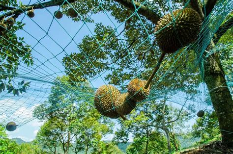 Durian Plantation in Johor: A Comprehensive Guide to Malaysia's Tropical Paradise